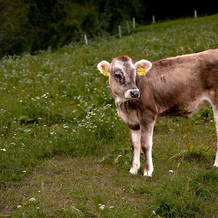 Stillehof - Auf Dem Bauernhof- Suedtirol *