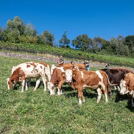 Niederthalerhof Farm stay *