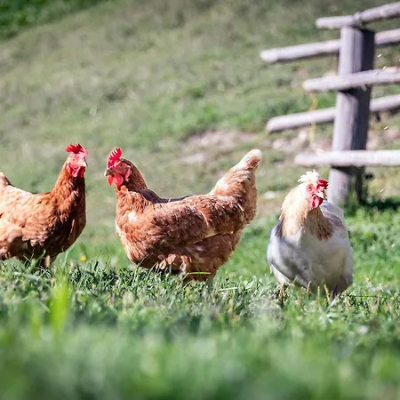 Niederthalerhof Farm stay