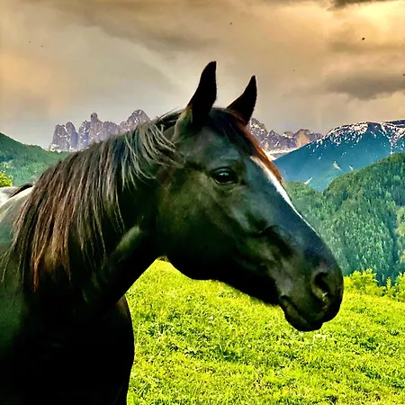 Apartment Oberprantschollhof - Horse Mountain Stable