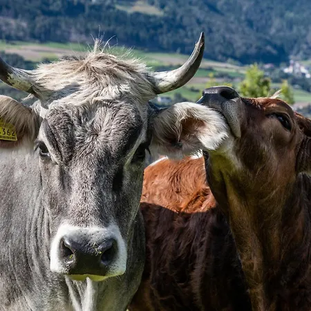Farm stay Widmannhof - Urlaub Auf Dem Biobauernhof Bressanone
