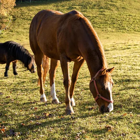 Widmannhof - Urlaub Auf Dem Biobauernhof Farm stay *