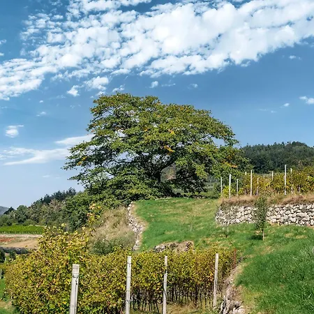 Lodge Steindlgut - Weinberg Bressanone
